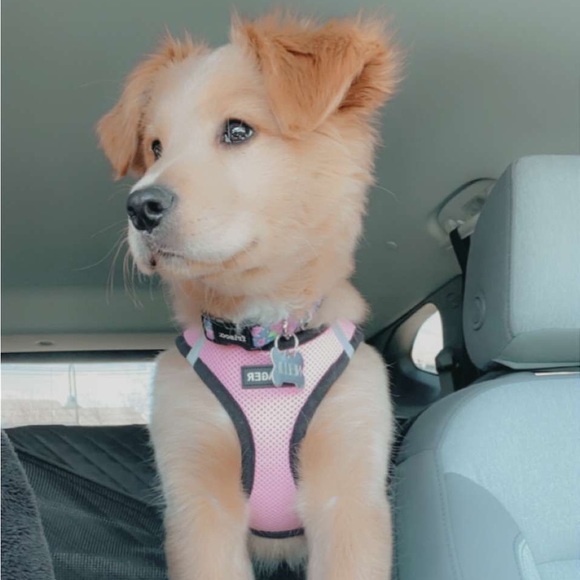 Dog Harnesses - Picture 6 of 7